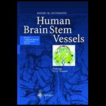 Human Brain Stem Vessels