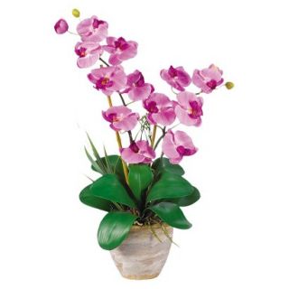 Double Stem Phalaenopsis Orchid in Ceramic Pot 25   Mauve