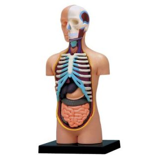 John N. Hansen Human Torso Anatomy Model 4.5