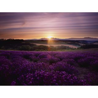 Graham & Brown Lavendar Sunset Photographic Print on Canvas 40 886
