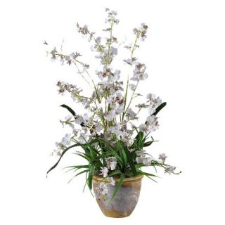 Dancing Lady Orchid in Ceramic Pot 26   White