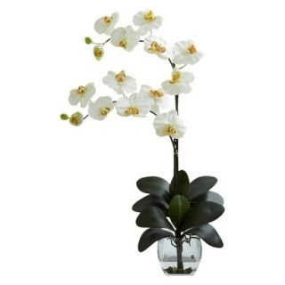 Double Stem Phalaenopsis Orchid in Glass Vase 27   Cream