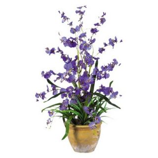 Dancing Lady Orchid in Ceramic Pot 26   Purple