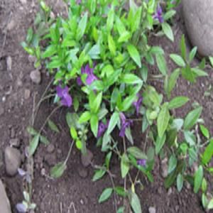 OnlinePlantCenter 3 in. Atropurpurea Purple Myrtle Plant DISCONTINUED V1407CL