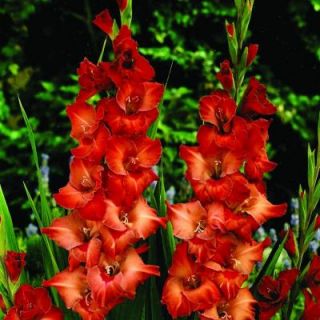 Gladiolus Africa Dormant Bulbs (20 Pack) 70291
