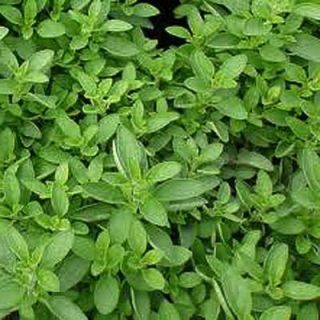 OnlinePlantCenter 3 in. Compact Marjoram Culinary Herb Plant H3503CL