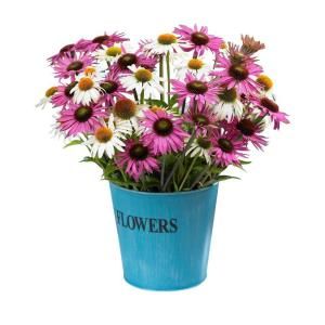 Bloomsz Butterfly Daisies Blend Bulbs (6 Pack) 00424