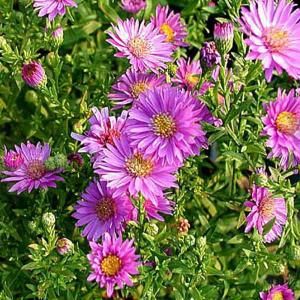 OnlinePlantCenter 1 gal. Woods Pink Aster Plant A156CL