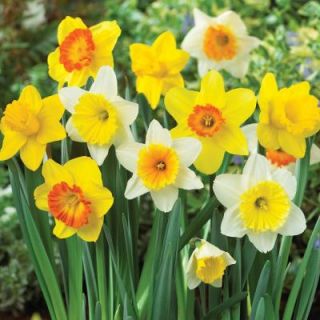 Daffodil Mixed Dormant Bulbs (80 Pack) 70103