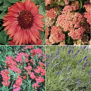 OnlinePlantCenter 1 gal. Full Sun Hot and Dry Garden 4 Live Plants Package GDNPKG3368