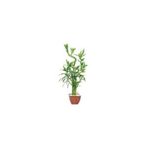 Brussels Bonsai 6 in. 7 Stalk Curly Bamboo in Red Container DT 0138LB7C