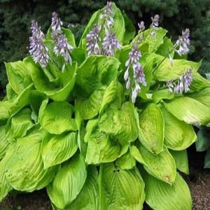 OnlinePlantCenter 1.5 gal. Sum and Substance Hosta Plant H675CL