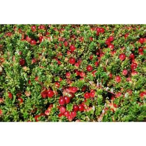 Sweet Berry Selections Stevens Cranberry Fruit Bearing Potted Plant CRBSTVAQT