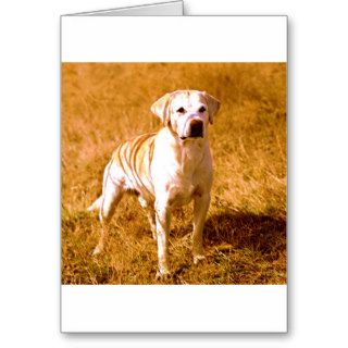 Labrador Yellow Following Greeting Cards