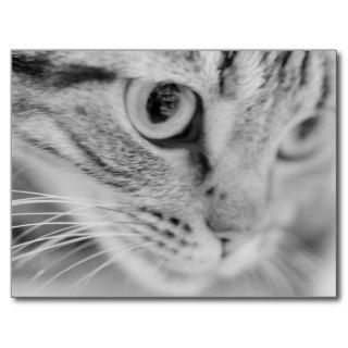 Close Up of Cat's Face Postcard