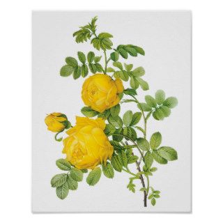 Vintage Flowers Floral, Yellow Roses by Redoute Posters