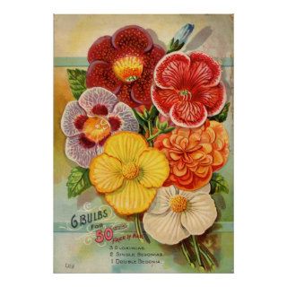 Vintage Seed Catalog, Gloxinias and Begonias Print