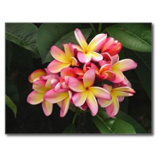 Pink and Yellow Plumeria Tropical Flowers Postcard