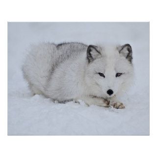 Arctic Fox in the Snow Posters