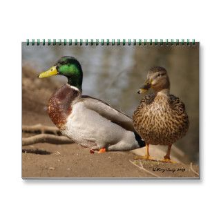 Mallard Ducks Calendar