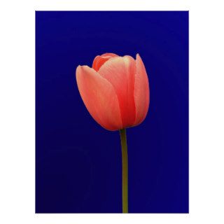 orange tulip flower in blue background posters