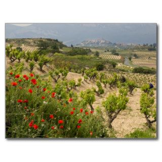 Vineyards near Laguardia, capital of La Rioja Post Card