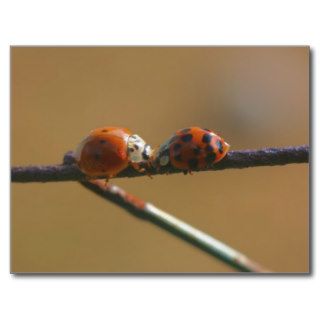 Ladybug Friends Nature Photography Postcard