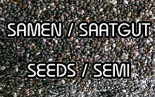 200 Samen Drosera Capensis Kap Sonnentau Cape Sundew Seeds Kapsonnentau Carnivor 