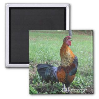 Rooster Crowing Nature Photo Magnet