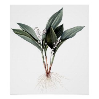 Lily of the valley premium botanical print