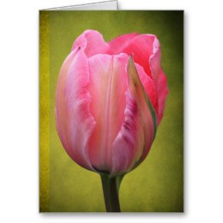 Pink Viridiflora Tulip Flower Greeting Card
