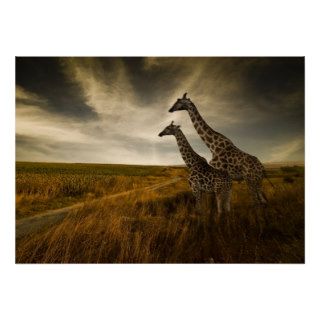 Giraffes and The Landscape Posters