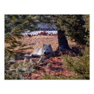 Arctic Wolf Posters