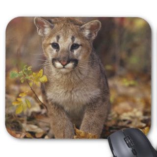 Cougar Kitten Forest (Puma concolor) Mousepads