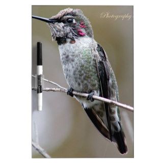 Beautiful Hummingbird Posing for photos Dry Erase Boards