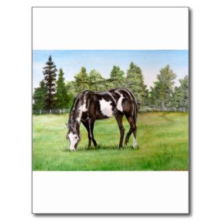 Black and White Paint horse/pony grazing in field Postcard