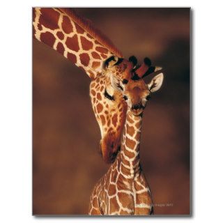 Adult Giraffe with calf (Giraffa camelopardalis) Postcard