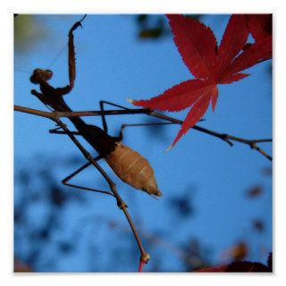 praying mantis on japanese maple print
