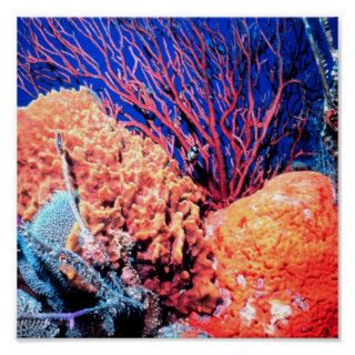 Colorful Sea Sponge Poster 15x15