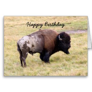 Happy Birthday, Dusty Bison Bull Humor Greeting Cards