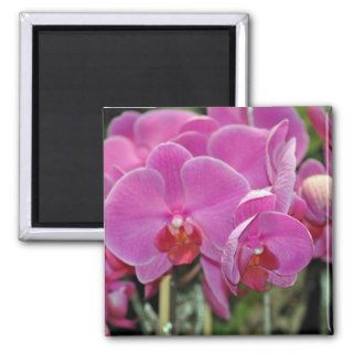 Cotton Candy Pink Orchids Refrigerator Magnets