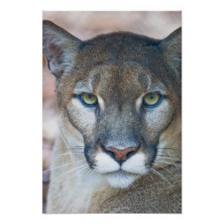 Cougar, mountain lion, Florida panther, Puma Print