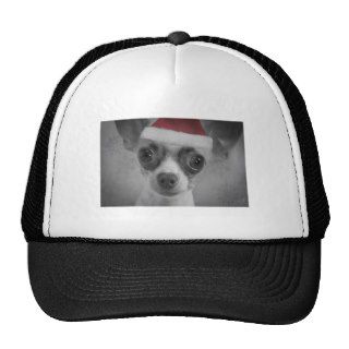 Christmas Funny Chihuahua Puppy with Santa Hat