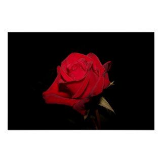 Red Rose Print
