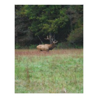 Eight 8 Point Bull Elk in Autumn Letterhead