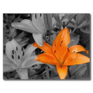 Orange Lily Hand Colored Postcards