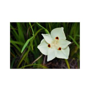 Dietes Bicolor African Iris Fortnight Lily Lawn Signs