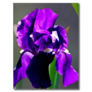 Purple iris flower and its meaning postcards