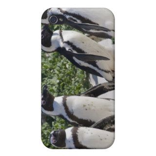 African Penguins, formerly known as Jackass iPhone 4/4S Covers
