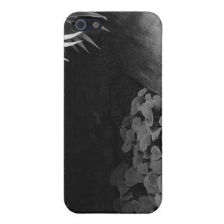 Palm Fronds Hanging Above Ground  iPhone 5 Cases